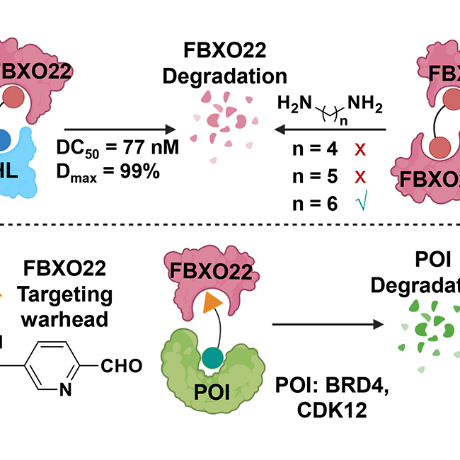 Development of FBXO22 Degraders and the Recruitment Ligand 2-Pyridinecarboxyaldehyde (2-PCA). 