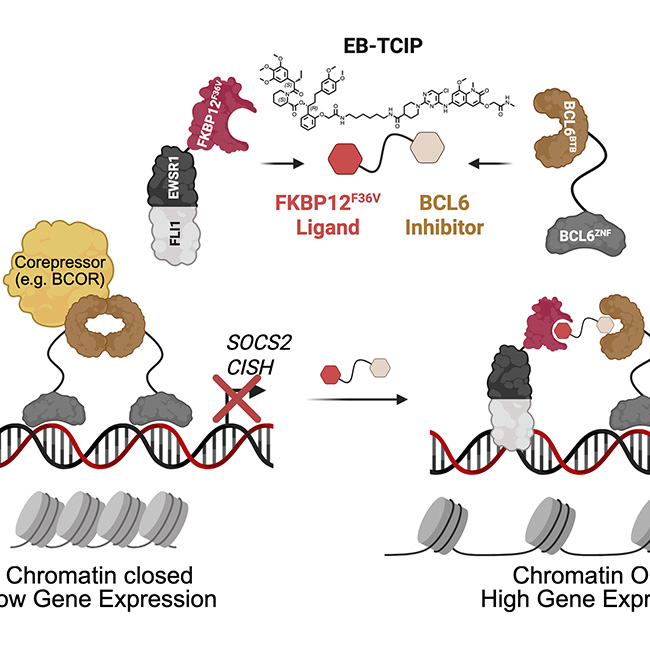 Rewiring the Fusion Oncoprotein EWSR1::FLI1 in Ewing Sarcoma with Bivalent Small Molecules. 