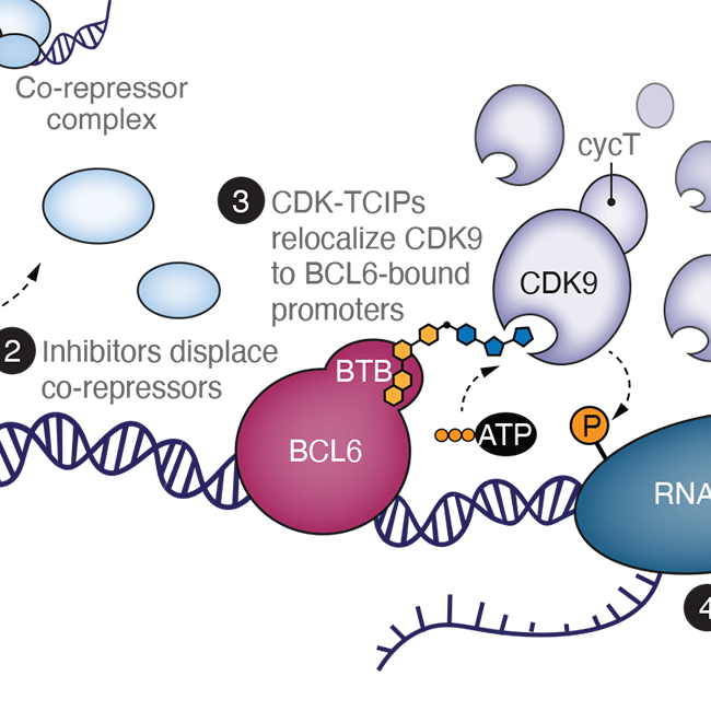 Relocalizing transcriptional kinases to activate apoptosis. 